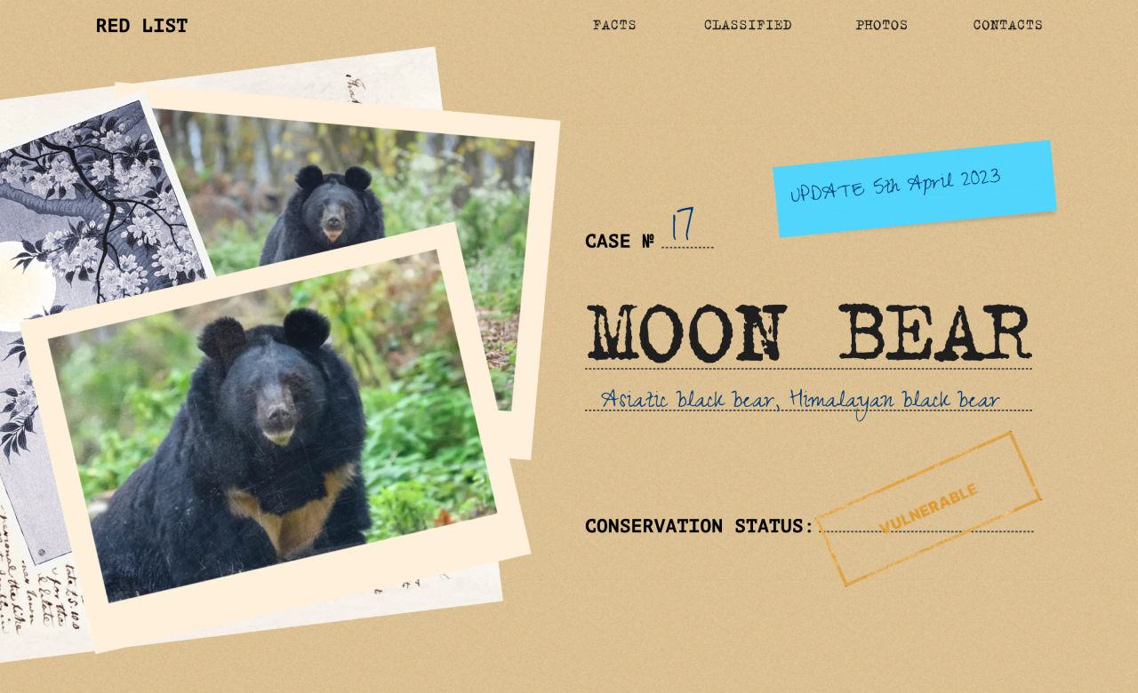 MOON BEAR